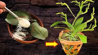 Sprinkle for 1 cap! The dying orchid suddenly revived and bloomed miraculously