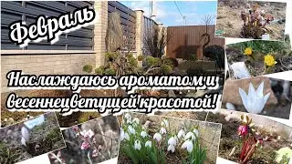 ПЕРВОЦВЕТЫ 🥰 ПРОГУЛКА ПО САДУ! Аромат 🔥В саду пахнет весной и глаза радуются весенним краскам
