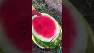 Сезон арбузов. Как часто вы кушаете?