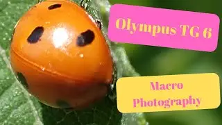 Olympus Tough TG 6 (Macro Photography)