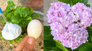 With just an egg and a little white powder, you can create a compost mixture for plants