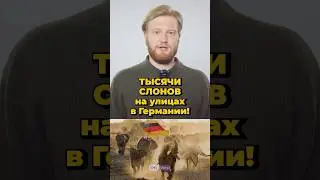 Почему президент Ботсваны пообещал выслать в Германию 20 000 диких слонов