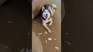 Guilty Husky Dog Pretends He Didnt Do It...