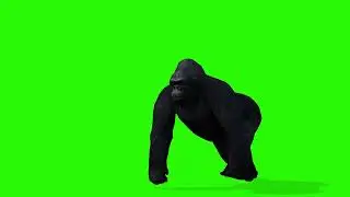 🦍 Free Green Screen Gorilla Effect | Downloadable Gorilla Footage 🎥