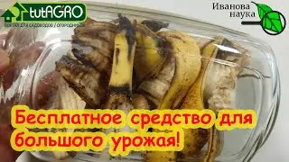 ВСЕГДА ТАК ДЕЛАЮ и ВСЕГДА С УРОЖАЕМ! Томаты не болеют! Видео с браком.