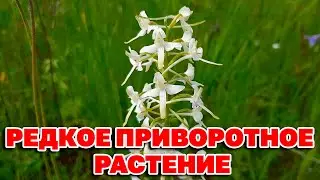 ДИКАЯ ОРХИДЕЯ МАГИЧЕСКИЕ СВОЙСТВА /УНИКАЛЬНОЕ РАСТЕНИЕ/ ЛЮБКА ДВУЛИСТНАЯ