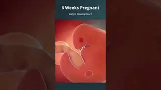 6 Weeks #Pregnant | What to Expect with Baby's Growth & Development | #FirstTrimester | #Embryo