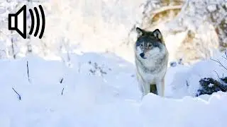 Wolves Sound Effects | No Copyright