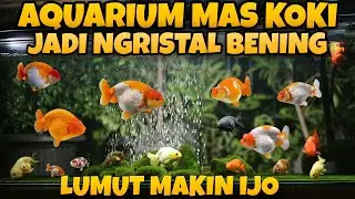 FILTER MURAH‼️ AQUARIUM MAS KOKI BENING KRISTAL LUMUT JADI IJO