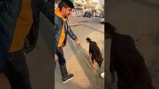 We Fed all Dogs 🐕 on this New Year 