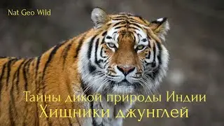 Nat Geo Wild.Тайны дикой природы Индии. Хищники джунглей.