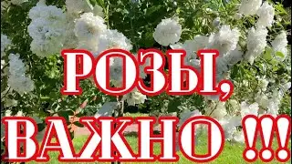 РОЗЫ. ВАЖНО!!! ПОДГОТОВЬТЕ РОЗЫ НА ВТОРУЮ ВОЛНУ ВМЕСТЕ СО МНОЙ! ОБРЕЗАТЬ, ПОДКОРМИТЬ, ОБРАБОТАТЬ!