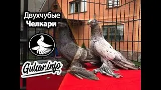 ДВУХЧУБЫЕ ЧЕЛКАРИ / PIGEONS / TAUBE 