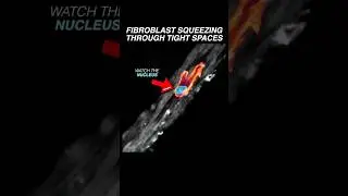Human fibroblast cell SQUEEZING it’s nucleus through tight space 