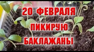 ПИКИРУЮ БАКЛАЖАНЫ