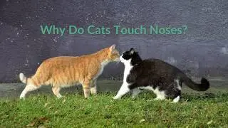 Why Do Cats Touch Noses?