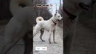 40 days to One Year kangal transformation 