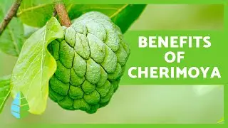 BENEFITS of CUSTARD APPLE 🍐 | Properties, How to Eat It and Contraindications ✅