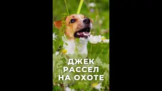 Собака Джек Рассел на первой охоте. Гуляет на природе #Shorts