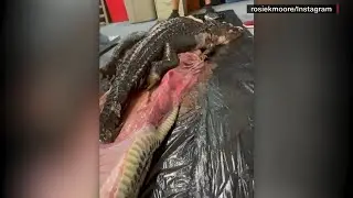 Scientists cut open Burmese python to find gator inside