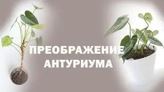 🟣🟢 ВЫТЯНУТЫЙ АНТУРИУМ, КАК ИСПРАВИТЬ?  ДО и ПОСЛЕ