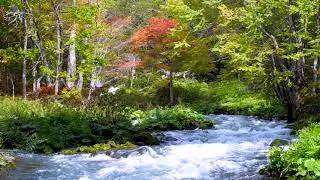 Akan Lake beautiful Autumn Stream 4k. Forest River Sounds, White Noise for Sleep, Study, Anxiety.