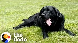 When The Dog You're Dog Sitting Becomes Your Son | The Dodo