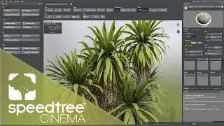 Mountain Cabbage Tree | Speedtree Cinema 9 Tutorial