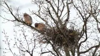 famille hibou moyen duc