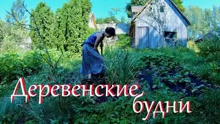 Жизнь на Лесном Хуторе. Июль.