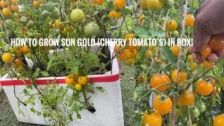 How to grow Sunglod tomatoes (golden) in box, unique way from beginning to till harvesting||