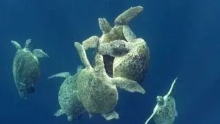 Sea Turtles (HD) | JONATHAN BIRD'S BLUE WORLD