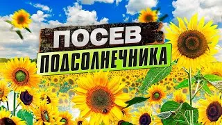 Выбор семян подсолнечника. Предпосевная обработка семян подсолнечника. Посев подсолнечника.