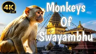 Home to Hundreds of Playful Monkeys :Kathmandu Swayambhunath Stupa Monkey Temple