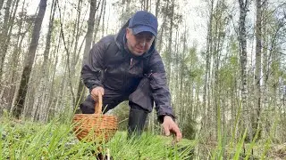 ГРИБЫ ВЕСНОЙ. Попал под Дождь. СМОРЧКИ