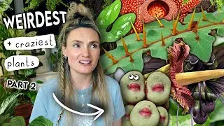 AMAZING Unique Plants Right Now 🌿 Coolest Weird Houseplants PART 2