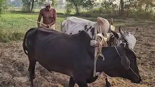 Old Man Morning Routine of Ploughing Field With Bulls | Village Life Pakistan