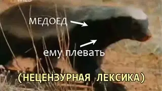 Чокнутый говнюк медовый барсук (Медоеду плевать)