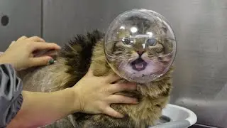 This cat is one emotional rollercoaster 😅