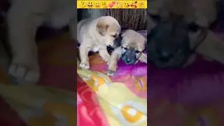 Dog |Puppy| sounds🐈 |Puppy Crying |Puppydog #shorts #insaniyat #puppy #dog #cat #animals #shortvideo