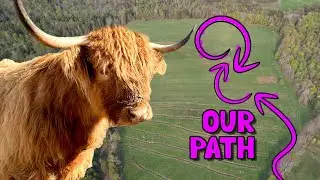 Crazy Cow Chaos: Epic Move to New Pasture!