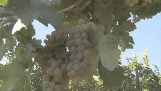 Wine Sense TV - Food Pairing with the Pinot Family*