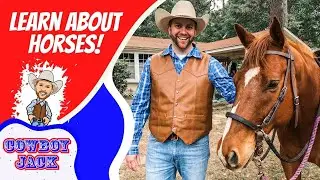 Learn about Horses | Cowboy Jack | Educational Videos for Kids