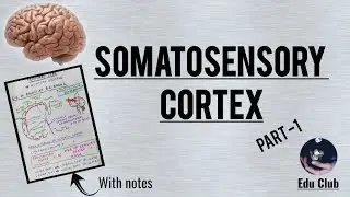 Somatosensory Cortex - Detailed Guyton Explanation - Part 1/2