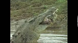 Hungry Crocodile