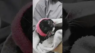 Giving a kitten her first bath 😍