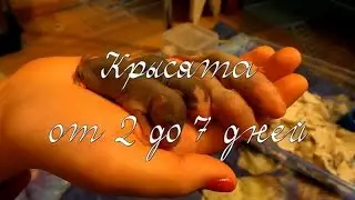 Крысята с 2 по 7 день/Rats from 2 to 7 days