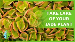 CARE for the JADE PLANT 🌿 HOW TO CARE for my JADE PLANT? ✅