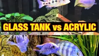 GLASS vs ACRYLIC TANK - Which is Best?