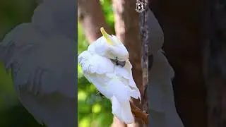 The Sulphur-Crested Cockatoo, Truly Captivating Parrot